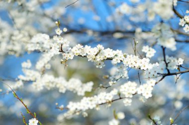 kiraz ağacı çiçek
