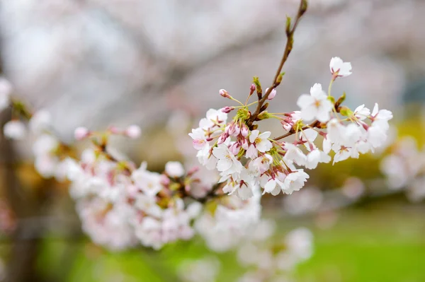 Cherry tree blossoming — Stock Photo, Image