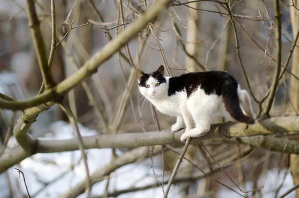 Söt katt på vintern — Stockfoto