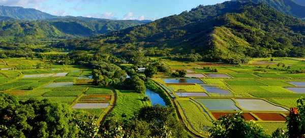 Taro fields in Hanalei Valley — Stock Photo, Image