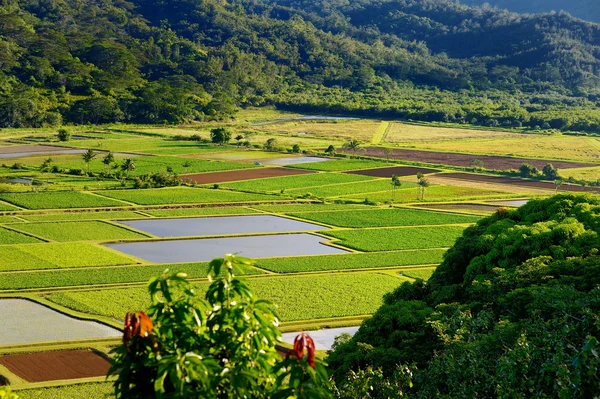Taro fields in Hanalei Valley — Stock Photo, Image