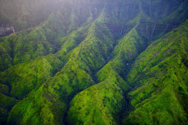 Hawaii'deki Kauai ormanlarda