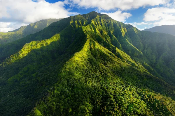 在夏威夷的考艾岛丛林 — 图库照片