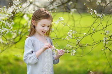 Küçük kız kiraz çiçeklenme içinde Bahçe