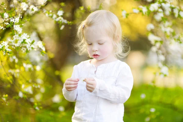 Yürümeye başlayan çocuk içinde çiçek açan kiraz kız Bahçe — Stok fotoğraf