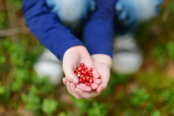 Дівчина збирання foxberries — стокове фото