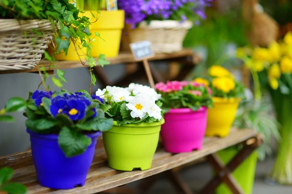 Färgglada blommor på butik — Stockfoto