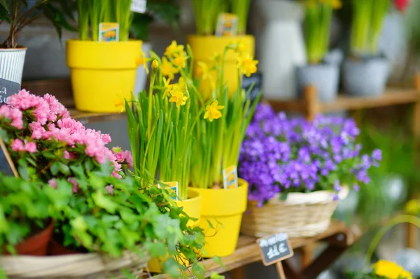 Fiori colorati sul negozio — Foto Stock