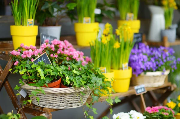 Fiori colorati sul negozio — Foto Stock