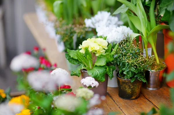 Fiori colorati sul negozio — Foto Stock