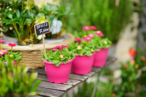 Colorful flowers on shop — Stock Photo, Image