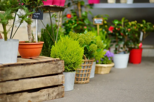 Colorful flowers on shop — Stock Photo, Image