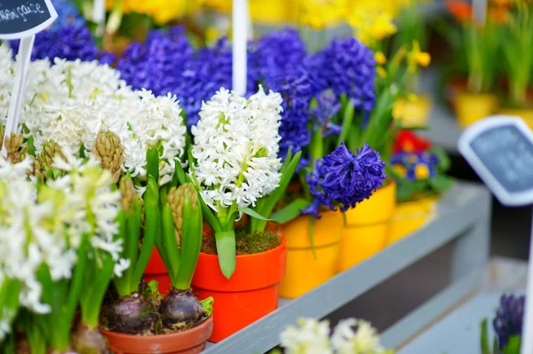 Fiori colorati in negozio di fiori all'aperto — Foto Stock