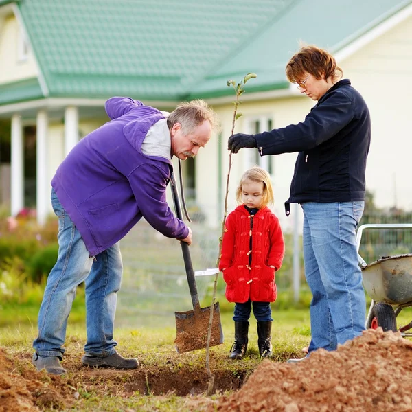 Girl and grandparents planting tree — Stock Photo, Image