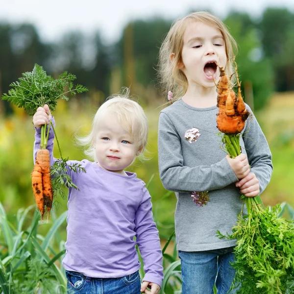 Adorable little girls picking carrots — Stock Photo, Image