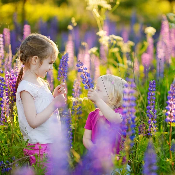 Kleine zusters in bloeiende lupine veld — Stockfoto