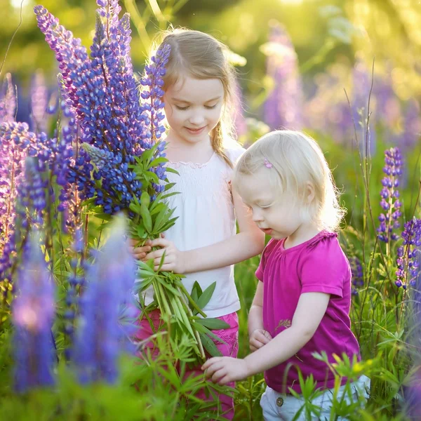 Little sisters in lupine field — Stock Photo, Image