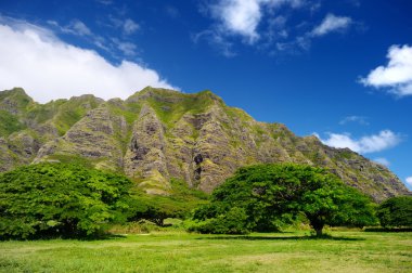 Uçurum ve Kualoa Ranch, Oahu ağaçlarının