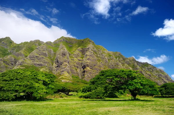 Acantilados y árboles de Kualoa Ranch, Oahu — Foto de Stock