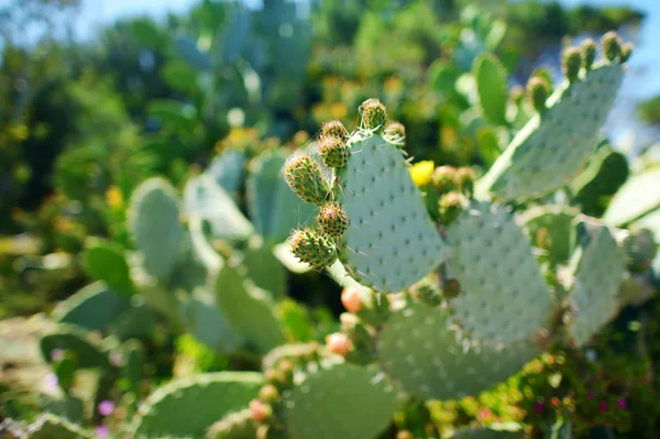 Blooming cactuses of Sardinia — Stock Photo, Image