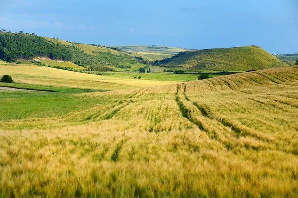 Landscape of meadow in Sardinia — Stock Photo, Image