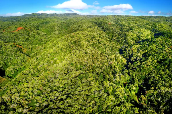 Pohled na velkolepé džungle, Kauai — Stock fotografie