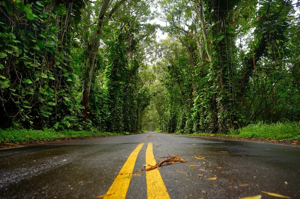 Eucalyptus trees tunnel near Koloa — Stock Photo, Image