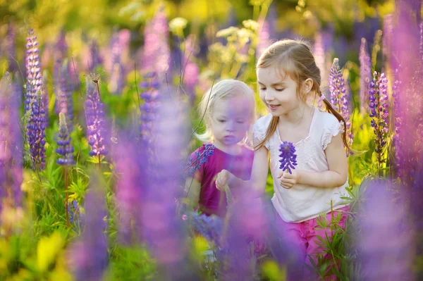 Hermanas en campo de altramuz floreciente — Foto de Stock