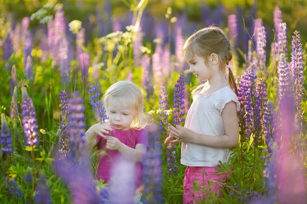 Sisters in blooming lupine field — Stock Photo, Image