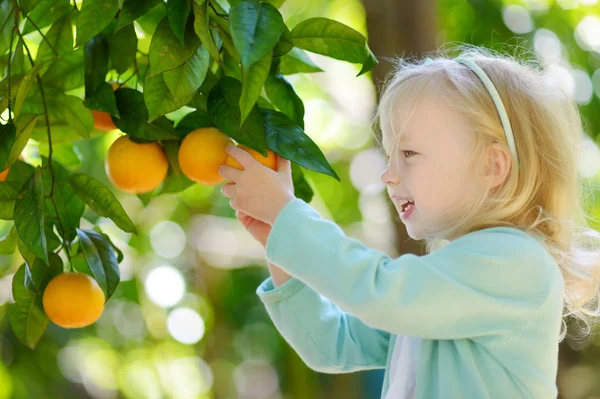 Flicka plocka färska mogna apelsiner — Stockfoto