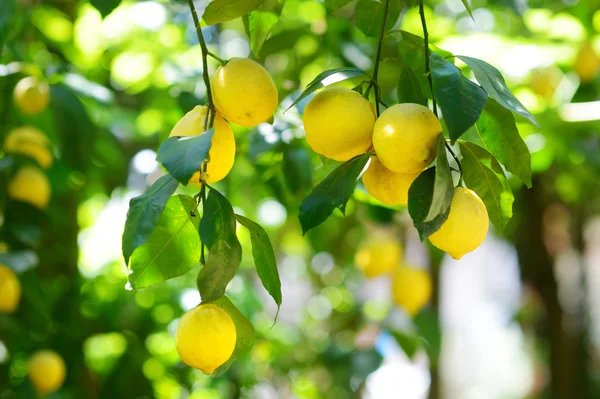 Ramo de limones maduros en el árbol —  Fotos de Stock