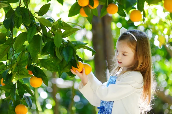 Gadis memetik jeruk matang segar — Stok Foto