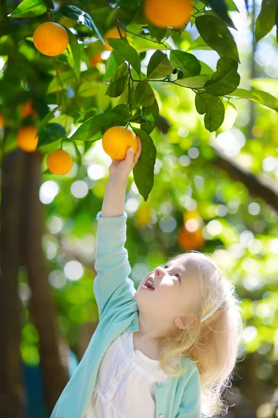 Fille cueillette fraîche oranges mûres — Photo