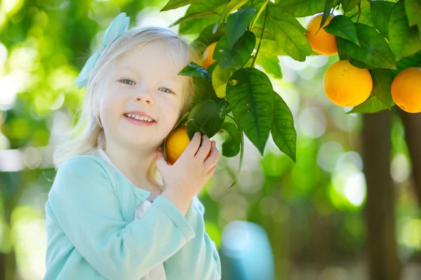 Girl picking fresh ripe oranges — Stock Photo, Image