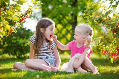 küçük kırmızı kuş üzümü toplama kardeşler