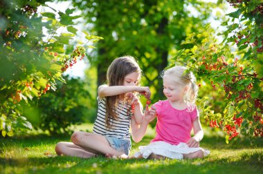 küçük kırmızı kuş üzümü toplama kardeşler