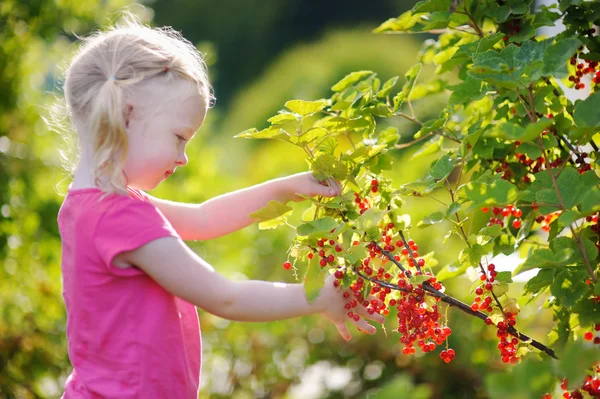 Mädchen pflückt rote Johannisbeeren — Stockfoto