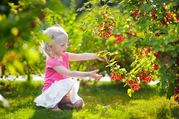 Flicka plocka röda vinbär — Stockfoto