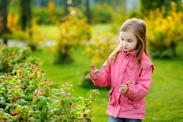 Girl picking raspberries — Stock Photo, Image