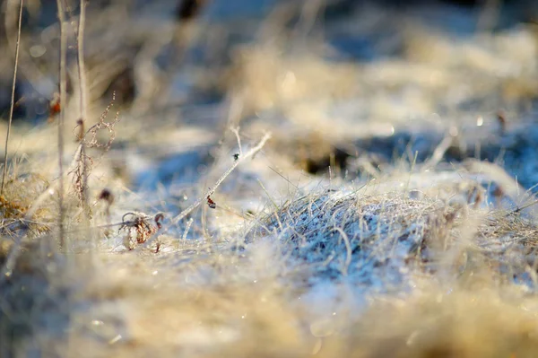 Gras mit Frost bedeckt — Stockfoto