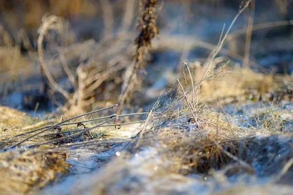 Gras mit Frost bedeckt — Stockfoto