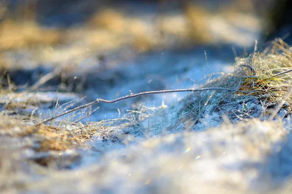 Gras mit Frost bedeckt — Stockfoto