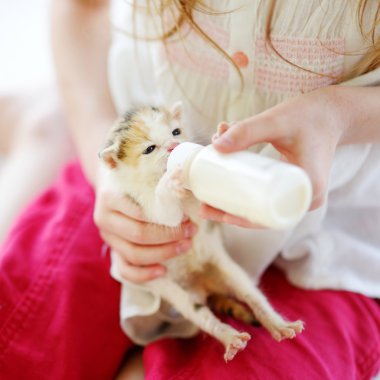 girl feeding small kitten with milk