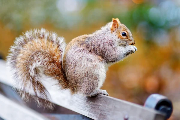 Östra grå ekorre i Central Park — Stockfoto