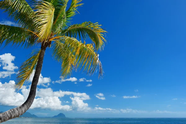 Tropikalna plaża z palmą — Zdjęcie stockowe