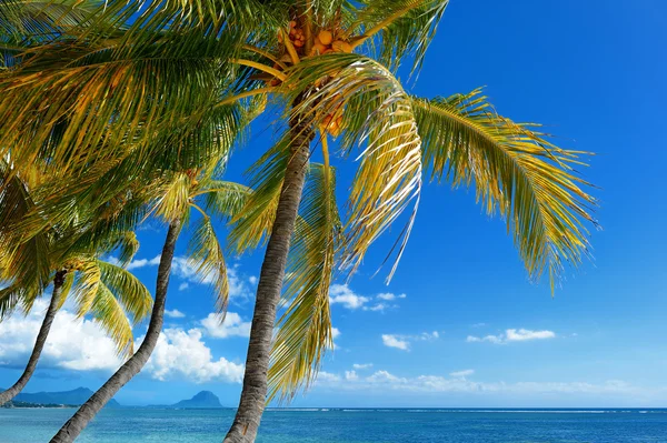 Tropical beach with palm trees — Stock Photo, Image