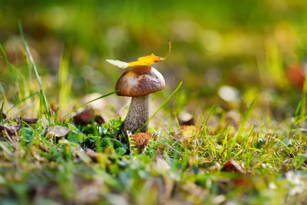 Boletus edulis mushroom в лесу — стоковое фото