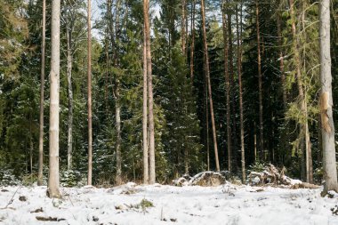 Kar, güneşli bir ormandaki köknar dallarının üzerine çöker. Yumuşak ışık, Evergreen 'lerin arasından süzülür. Litvanya ormanlarında sakin, sakin ve el değmemiş bir kış anıydı..