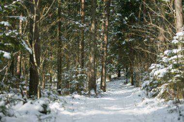 Kar, güneşli bir ormandaki köknar dallarının üzerine çöker. Yumuşak ışık, Evergreen 'lerin arasından süzülür. Litvanya ormanlarında sakin, sakin ve el değmemiş bir kış anıydı..