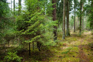 Islak bir Litvanya ormanında, gri gökyüzünün altında yosunlu zemin ve daima yeşil ağaçlar. Sonbaharın sonlarında ya da kışın karsız, sessiz kuzey ormanlarında durgunluk.